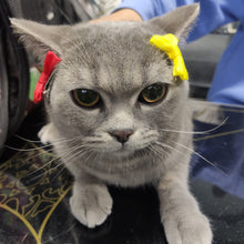 Load image into Gallery viewer, LOIJADE Exquisite Pet Jewelry, Cute Bow Headwear for Pets, Ideal for both Cats and Dogs