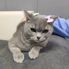 Load image into Gallery viewer, LOIJADE Exquisite Pet Jewelry, Cute Bow Headwear for Pets, Ideal for both Cats and Dogs

